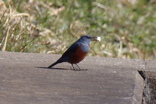IMG_0820