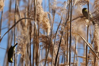 IMG_0140