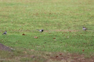 IMG_5439