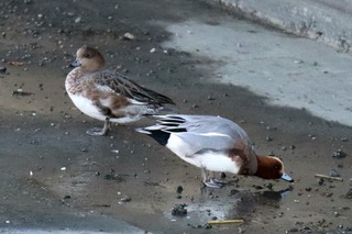 IMG_9834