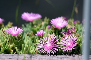IMG_3369