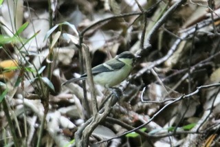 IMG_4159