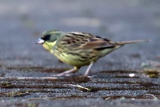 IMG_7891