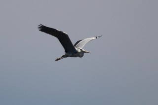 IMG_3245