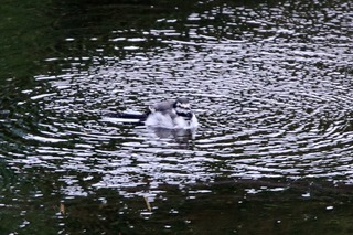 IMG_4873