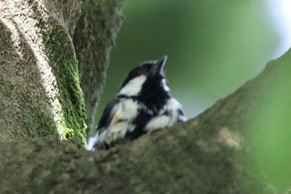 IMG_0882