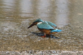 IMG_8959