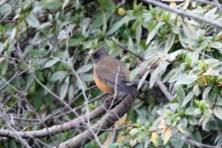 IMG_5099