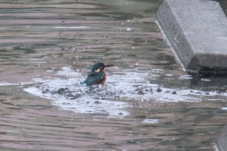 IMG_4236