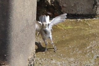 IMG_6557