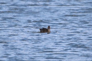 IMG_9121
