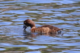 IMG_2427