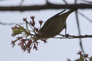 IMG_3747