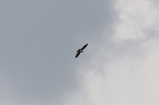 IMG_9194