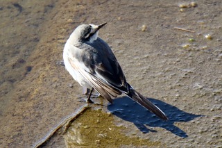 IMG_0685