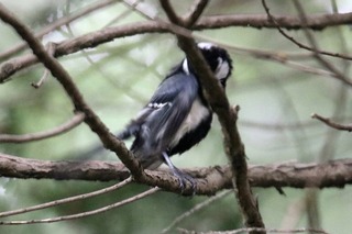 IMG_9443