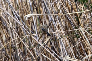 IMG_6312