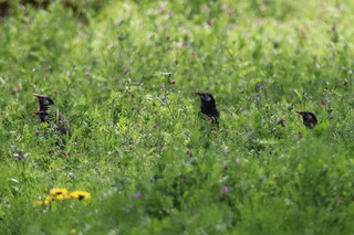 IMG_3926