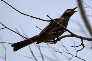 IMG_1066