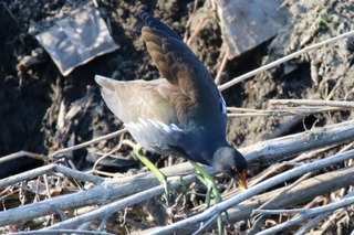 IMG_1602