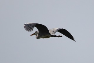 IMG_9151