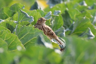 IMG_8440