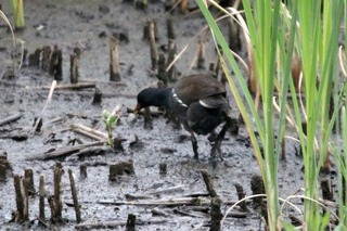 IMG_8683