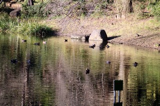 IMG_4676