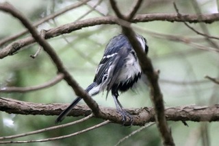 IMG_9446