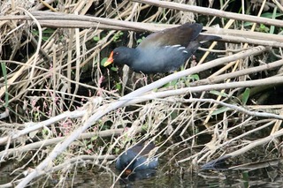 IMG_2829