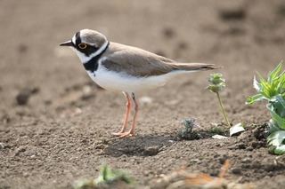 IMG_4164