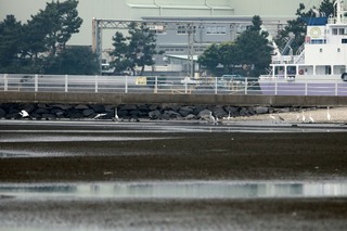 IMG_8333
