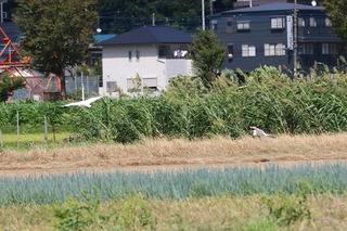 IMG_1050