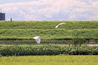 IMG_0939