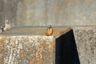 IMG_1356