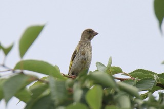 IMG_3183
