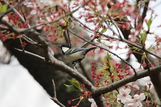 IMG_2767