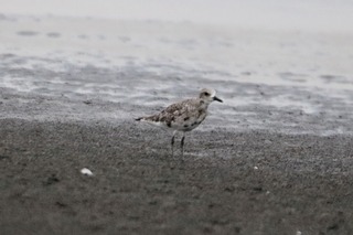 IMG_8422