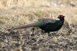 IMG_8600