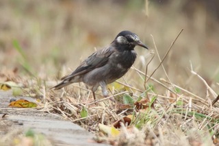 IMG_8653