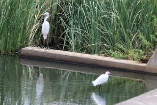 IMG_9645