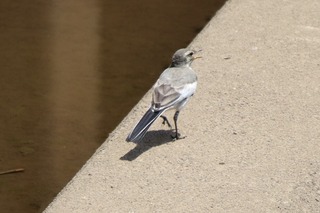 IMG_6531
