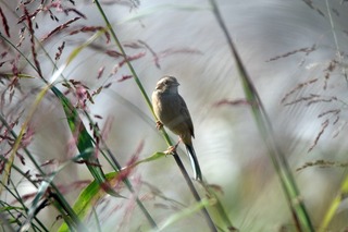IMG_4449