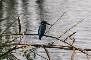 IMG_6111
