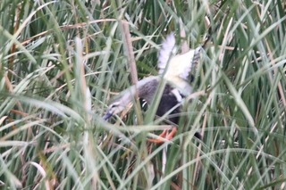 IMG_1618