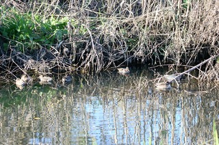IMG_0364