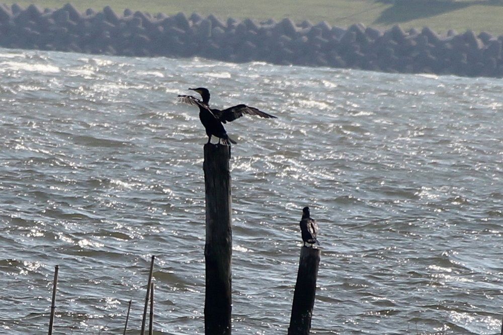 6月19日の鳥さん Vol.2 葛西海浜公園にて野鳥の観察・撮影 : HIROの鳥と星とその他いろいろ