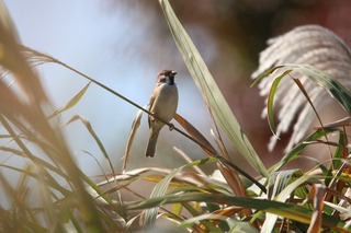 IMG_4125