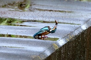 IMG_6763