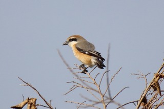 IMG_8335